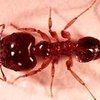 Экзотические муравьи могут съесть аборигенов