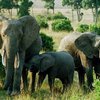 Африканские слоны озадачили экологов