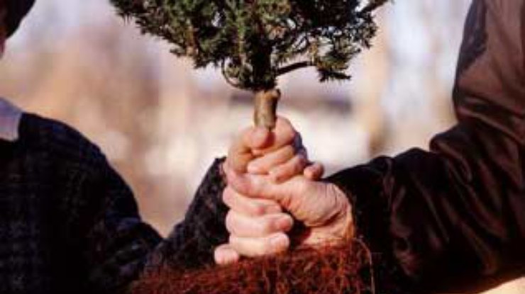 В Афинах высадили 60 тысяч деревьев