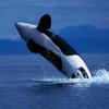 В Норвегии похоронен самый популярный в мире кит
