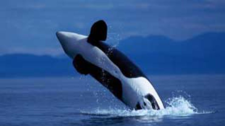 В Норвегии похоронен самый популярный в мире кит