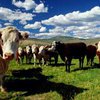 США запустят систему слежения за скотом