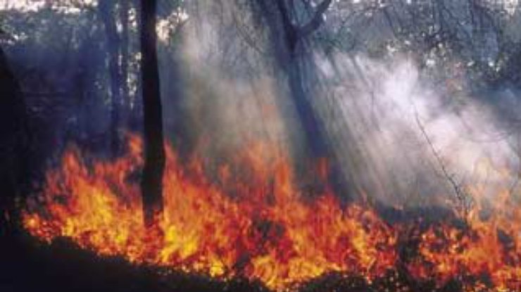 В Австралии две женщины погибли, спасаясь от лесного пожара