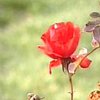 В Никитском ботаническом саду цветут розы