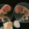 Для получения эмбриональных клеток эмбрионы не нужны