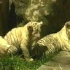 В зоопарке Буэнос-Айреса впервые показывают детёнышей белого бенгальского тигра