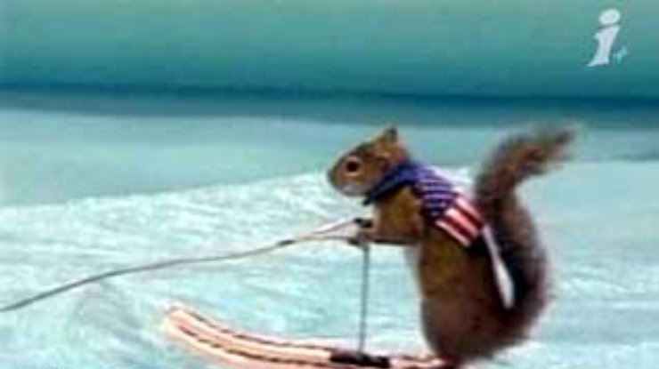 Американка научила свою любимую белку кататься на водных лыжах