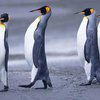 Почему у пингвинов не мерзнут ноги?