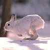 Бельгийские браконьеры ловили кроликов на автомобиле Джеймса Бонда