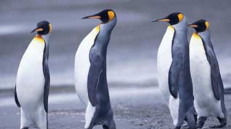 Почему у пингвинов не мерзнут ноги?