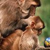 Озадаченные обезьяны раскрыли тайны языка