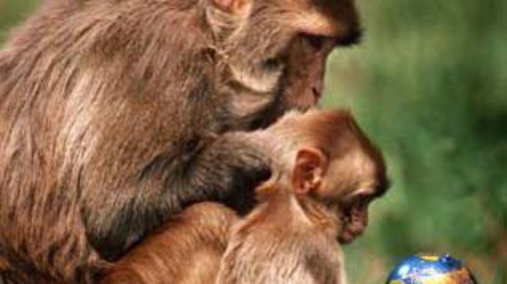 Озадаченные обезьяны раскрыли тайны языка