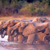 Трагическая гибель пьяных слонов