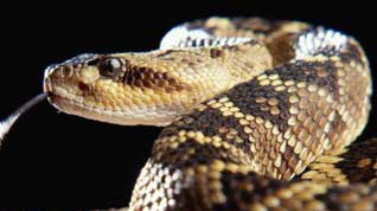 Змеиный секс полезен для человека?
