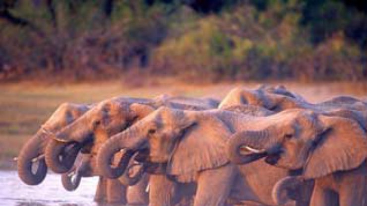 Трагическая гибель пьяных слонов