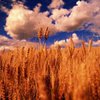Москва поставит Киеву 50 тысяч тонн пшеницы