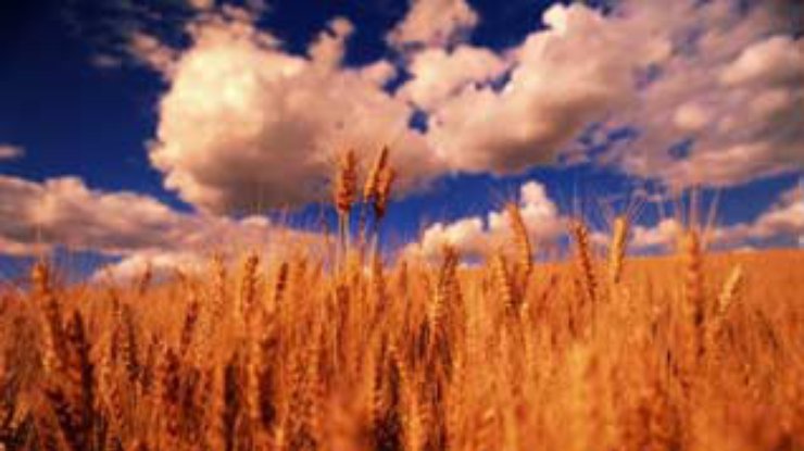 Москва поставит Киеву 50 тысяч тонн пшеницы
