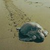 Морским черепахам Мексики грозит истребление