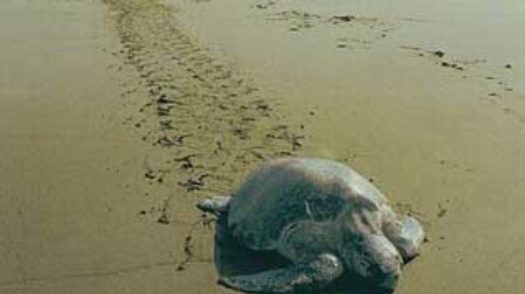 Морским черепахам Мексики грозит истребление