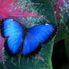Бабочки знают, как очернить крылья