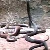 В Йоханнесбурге недовольный клиент запустил в банк ядовитых змей