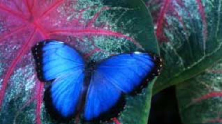 Бабочки знают, как очернить крылья