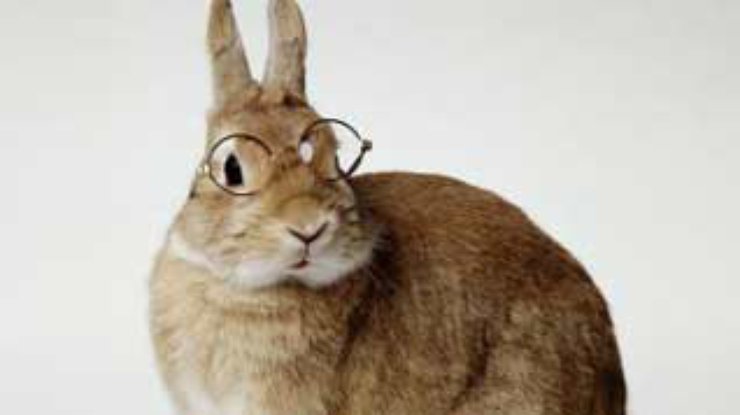 Десятикилограммовый кролик спас жизнь своему хозяину