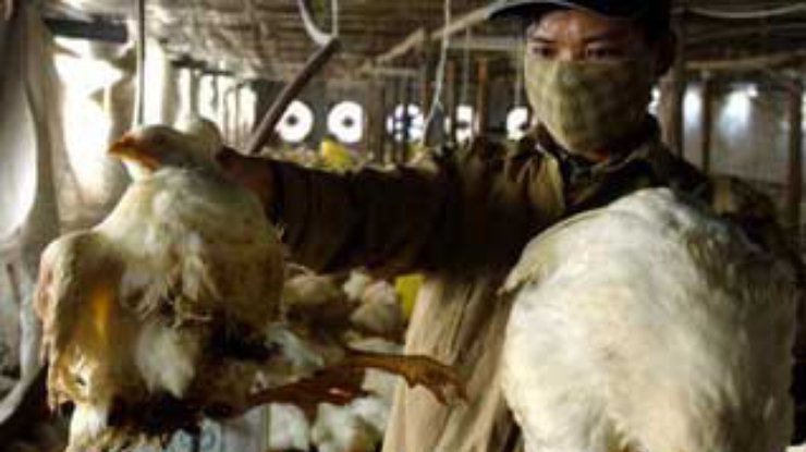 Le Monde: "Птичий грипп" может оказаться опаснее атипичной пневмонии