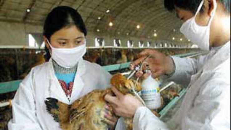 Ученые полагают, что эпидемию "испанки" вызвал птичий грипп