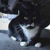 Кошка, забравшаяся в двигатель машины, выжила в автокатастрофе