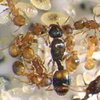 Редкие муравьи раскроют тайны социальной эволюции