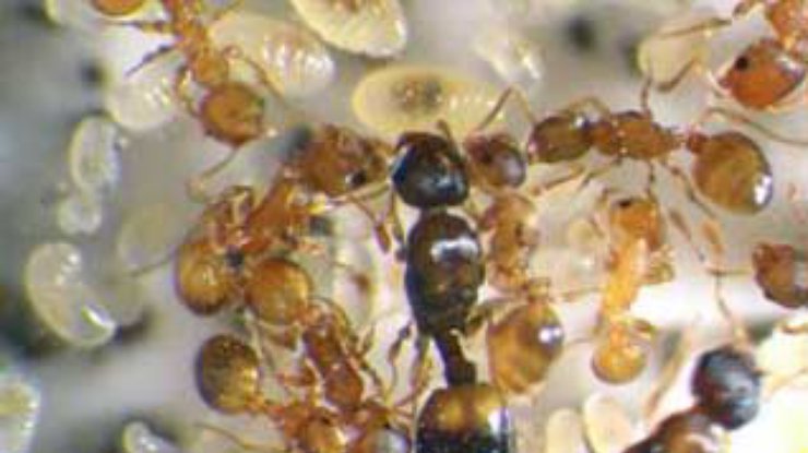 Редкие муравьи раскроют тайны социальной эволюции