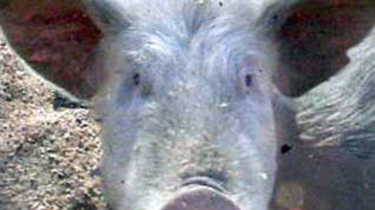 Гигантская свинья из Китая может войти в Книгу рекордов Гиннеса