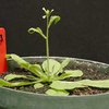 Растения научат людей бороться со стрессом