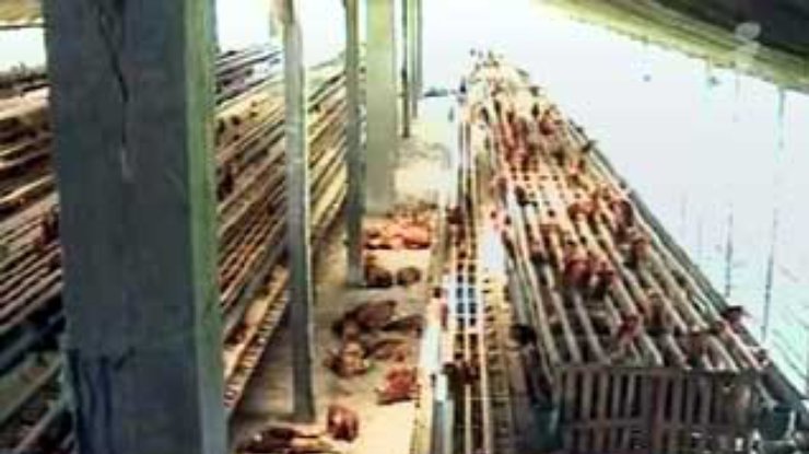 Объемы экспорта мяса в мире могут сократиться на треть из-за эпидемий бешенства и "куриного гриппа"