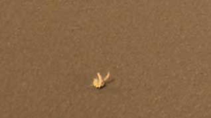 Opportunity заснял на Марсе "кролика", который перемещается по планете