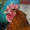 Власти Китая объявили о завершении эпидемии "птичьего гриппа"