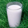Ирландские учёные улучшили коровье молоко