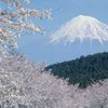 В Японии начинается сезон цветения сакуры