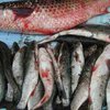 Рыбные запасы Черного и Азовского морей - под угрозой