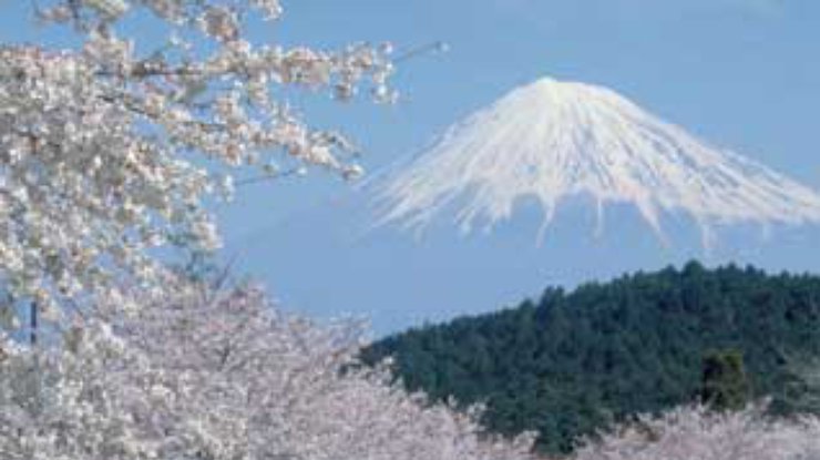 В Японии начинается сезон цветения сакуры