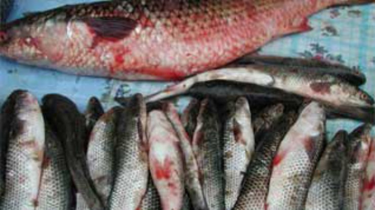 Рыбные запасы Черного и Азовского морей - под угрозой