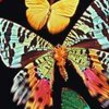 Бабочки древней, чем кажутся?