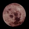 Английский биолог утверждает, что главную роль в зарождении жизни сыграла Луна