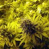 Чешские школьники на уроках по садоводству выращивали марихуану