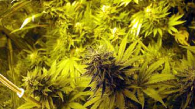 Чешские школьники на уроках по садоводству выращивали марихуану