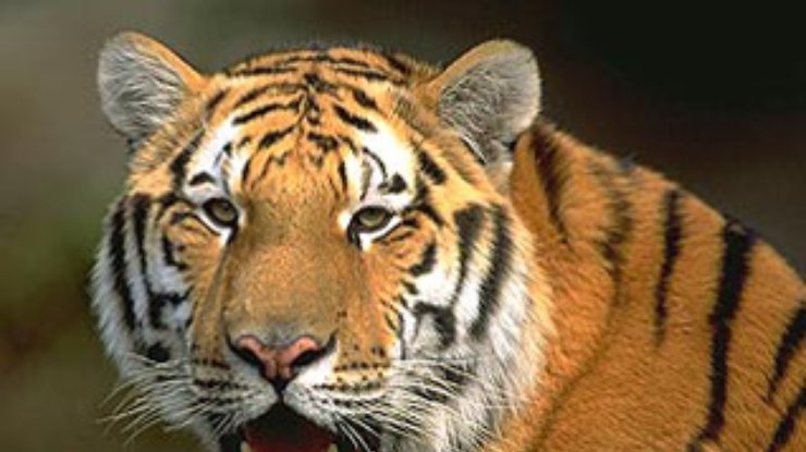 Бенгальский тигр-людоед съел 5 туристов