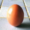 В Николаеве курица снесла яйцо гигантских размеров