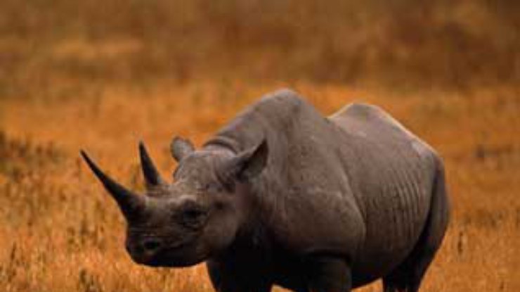 Носороги всегда были первыми