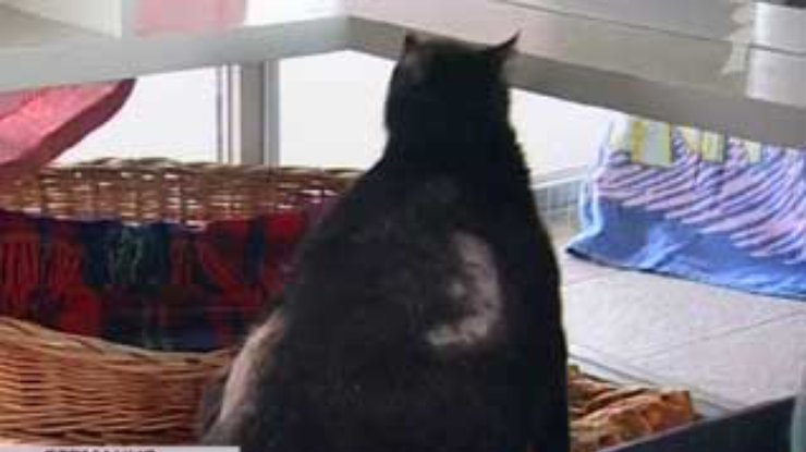 В Германии живет кот весом 18,5 килограмма